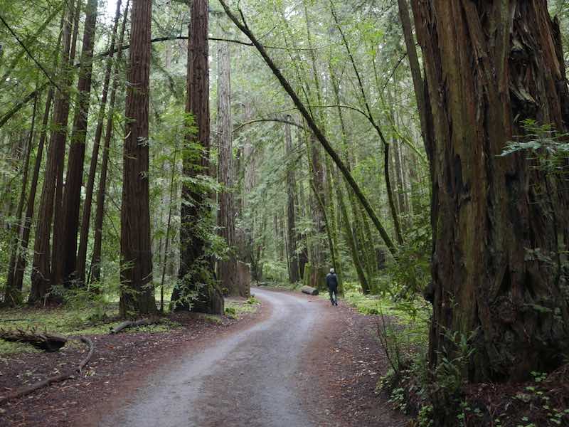 Balsamiq roadmap for 2010